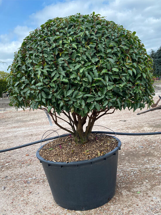 Portugiesischer Kirschlorbeer 'Angustifolia' Schirm Nr. 1195 / Prunus