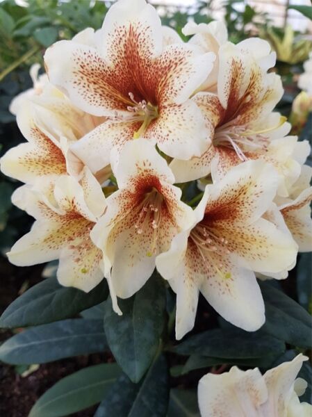 Rhododendron 'Zauberregen'  / Rhododendron Hybride 'Zauberregen'