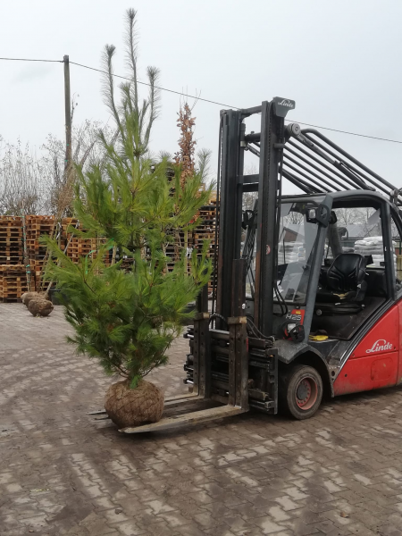 Pinus strobus (Weymouths-Kiefer) Strobe 300-350 cm m. Db., Nadelbaum mit Ballen auf Gabelstapler transportiert