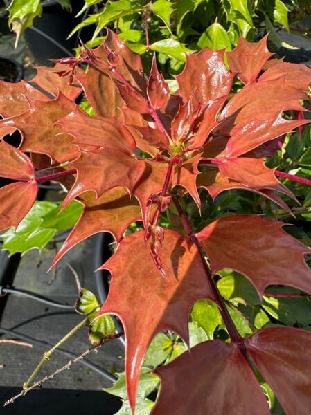 Trauben- Stechpalme / Oregon- Traube / Mahonia nitens ’Cabaret‘