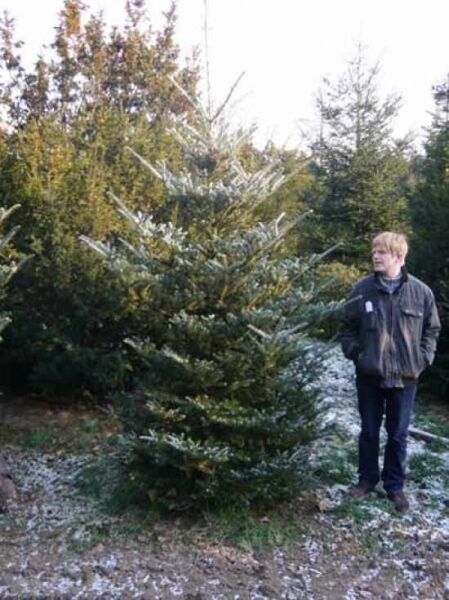 Abies koreana / Korea-Tanne