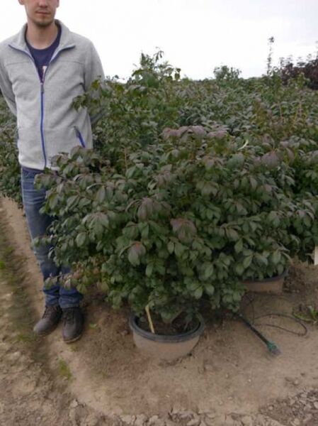 Euonymus alatus 'Compactus' / Niedriger Korkspindelstrauch, buschige Pflanze im Container C35, Höhe 125–150 cm.