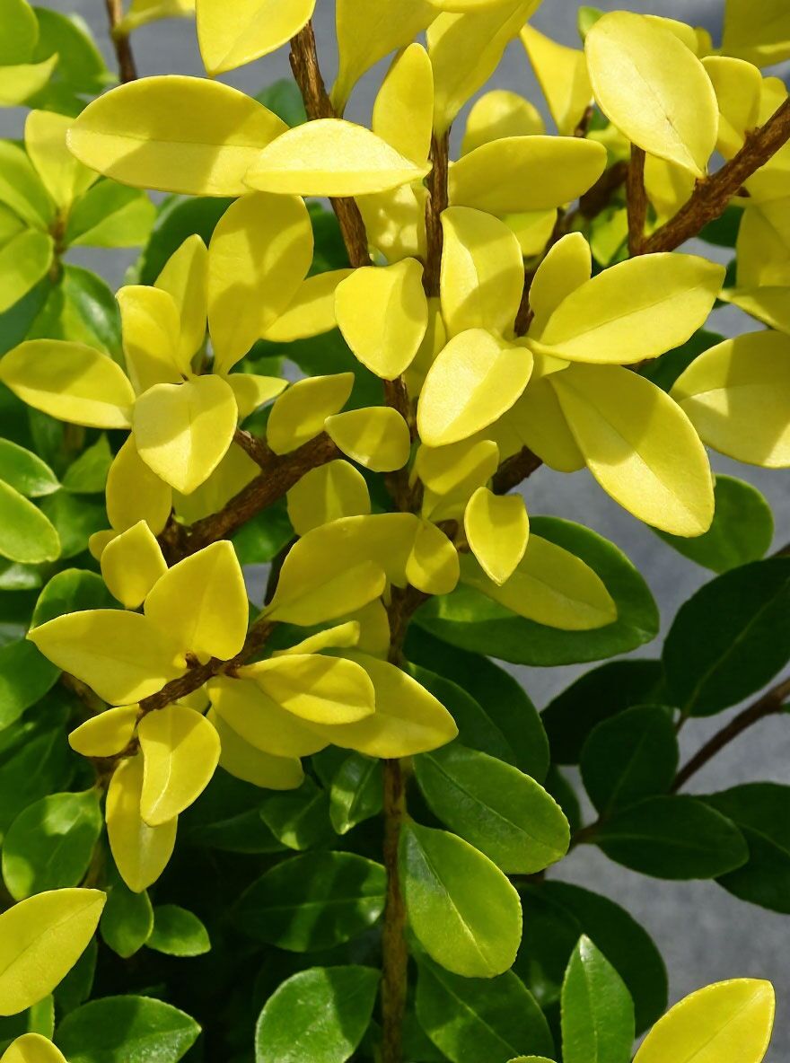 Japanische Goldblatt-Stechpalme 'Golden Gem' - Ilex crenata 'Golden Gem'