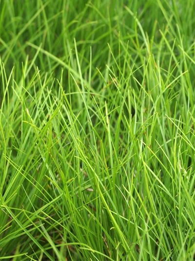 Niedrige Segge - Carex humilis