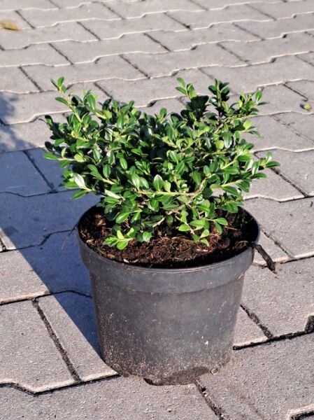 Zwerg-Bergilex 'Stokes' (Ilex crenata 'Stokes') 20-30 cm C2 im schwarzen Topf mit dichtem, grünem Laub.