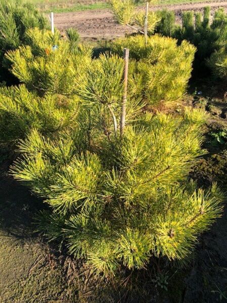 Pinus densiflora 'Rainbow' / Japanische Rotkiefer 'Rainbow'