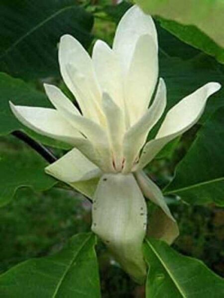 Magnolia tripetala / Magnolia umbrella / Schirm-Magnolia