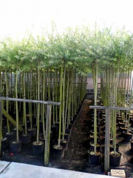 Harlekinweide / Salix integra 'Hakuro-nishiki'