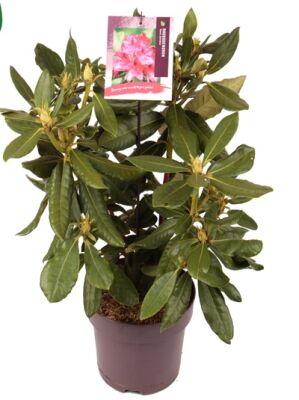knstlicher weihnachtsstern wei Knstlicher Weihnachtsstern Poinsettia rot-grn kaufen