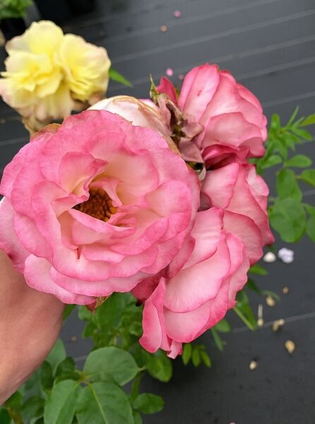 Kletterrose Harlekin® (Rosa 'Harlekin'®), Nahaufnahme mehrerer rosa-weiß gefärbter Blüten mit gelber Mitte und grünen Blättern.