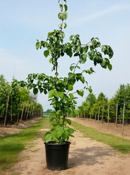 Nuttalls Blüten-Hartriegel Cornus nuttallii 'Eddie's White Wonder', 150-175 cm, C20, im schwarzen Topf mit grünem Laub