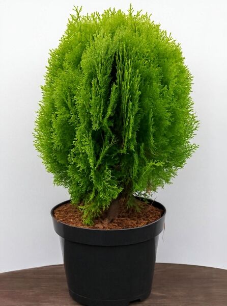 Thuja orientalis 'Aurea Nana' / Morgenländischer Lebensbaum, immergrüner Nadelstrauch im Topf, 50–80 cm, C12