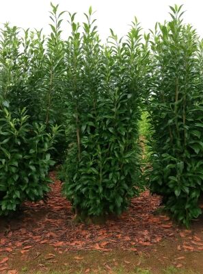 Groe Prunus / Kirschlorbeer Heckenpflanzen ab 300cm Gre kaufen
