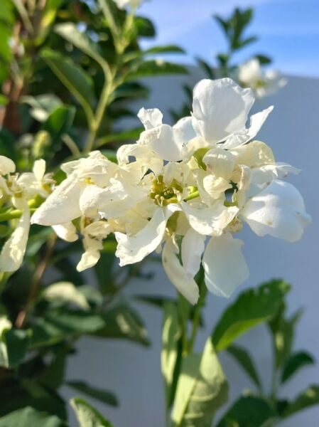 Prunkspiere 'Magical Springtime' / Exochorda racemosa 'Magical Springtime'