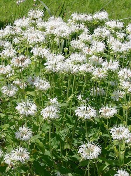 Garten-Indianernessel 'Schneewittchen' / Monarda fistulosa 'Schneewittchen'