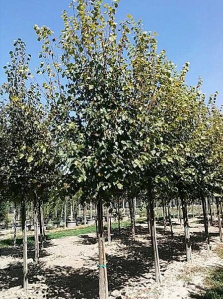 Tilia cordata 'Greenspire' / Winter-Linde 'Greenspire'