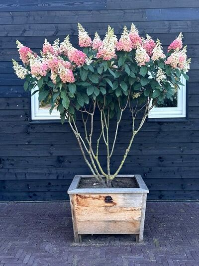 Rispen-Hortensie 'Pinky Winky ®'  Schirmform 150-175 cm  / Rispen-Hortensie 'Pinky Winky ®'  Schirmform 150-175 cm 