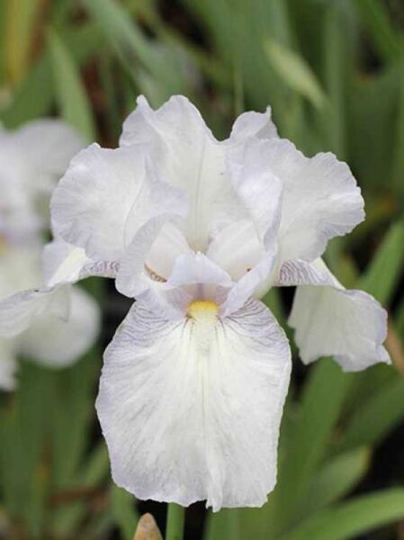 Hohe Bart-Iris 'English Cottage' / Iris barbata-elatior 'English Cottage'