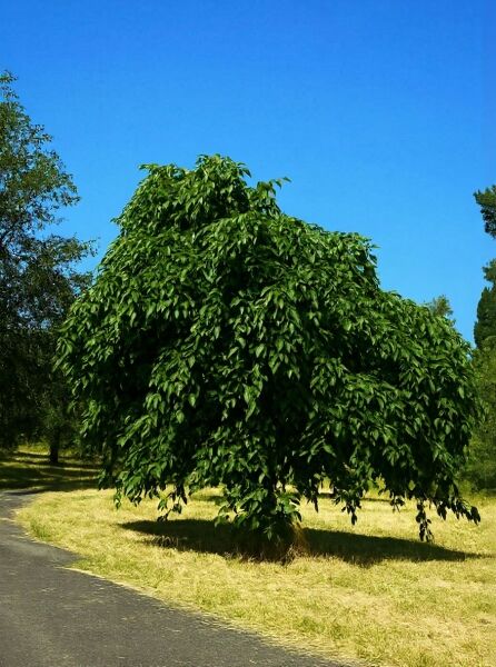 Trauer-Hainbuche / Hänge-Hainbuche / Trauer-Hainbuche / Hänge-Hainbuche