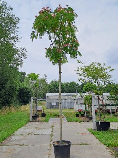 Albizia julibrissin Seidenbaum/Schlafbaum Hochstamm 12-14 StU im Container, schlanker Stamm mit gefiederten Blättern und rosa Blüten.
