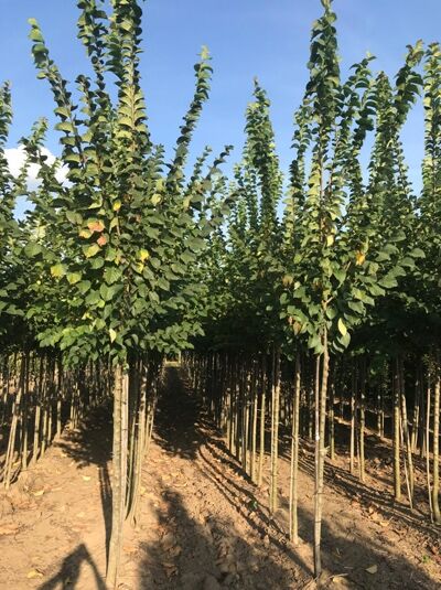 Ulmus 'Lobel' (Schmalkronige Stadt-Ulme), Lobel-Ulme Hochstamm 12-14 StU mit Drahtballen im Baumschulquartier.