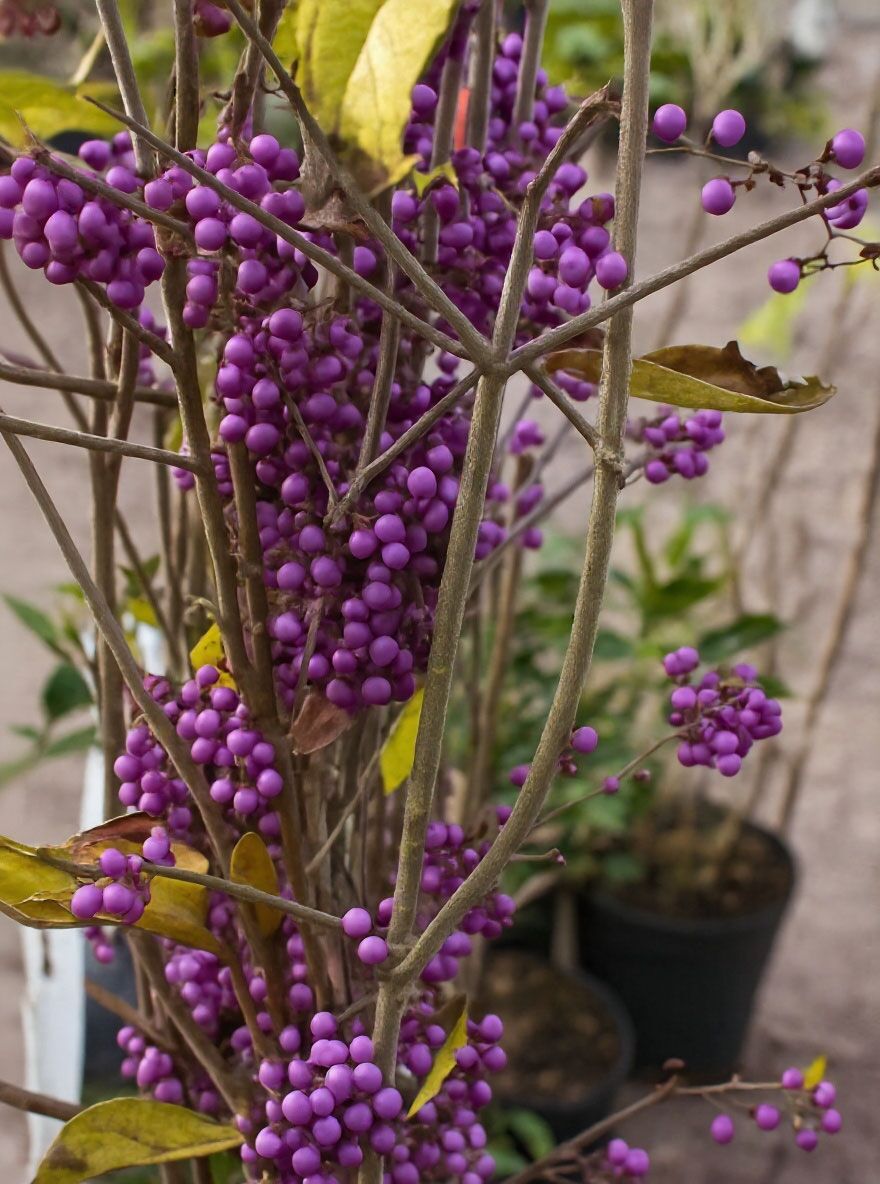 Liebesperlenstrauch 'Profusion' / Schnfrucht 'Profusion' - Callicarpa  bodinieri 'Profusion'