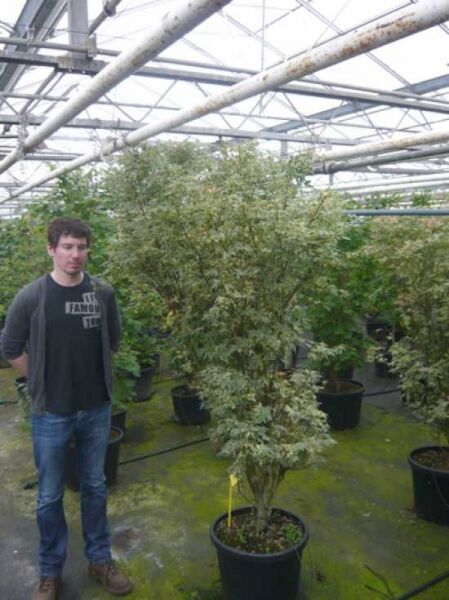 Japanischer Fächer-Ahorn 'Reticulatum' (Acer palmatum 'Reticulatum'), mehrstämmiger Strauch im Topf, 150–175 cm, C50.