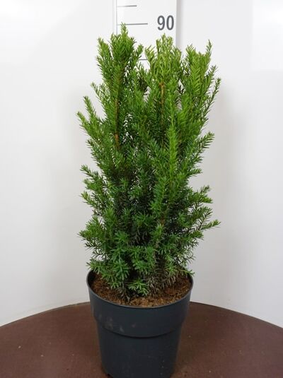 mnnliche Becher-Eibe 'Hillii' - Taxus media 'Hillii' - Baumschule NewGarden