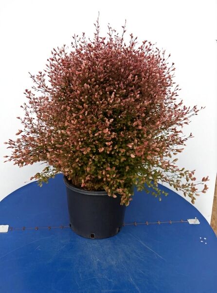 Lophomyrtus ralphii 'Red Dragon' / Schopfmyrthe 'Red Dragon', 50-60 cm, C20, buschige Pflanze im schwarzen Topf mit rötlichem Laub