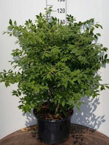 Euonymus alatus 'Compactus' (Niedriger Korkspindelstrauch) 60–80 cm, C20, buschiger Strauch im schwarzen Pflanztopf mit grünem Laub.