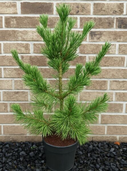 Pinus strobus (Weymouths-Kiefer), im Topf C20, Strobe 100-125 cm, junger Nadelbaum mit langen grünen Nadeln und verzweigten Trieben