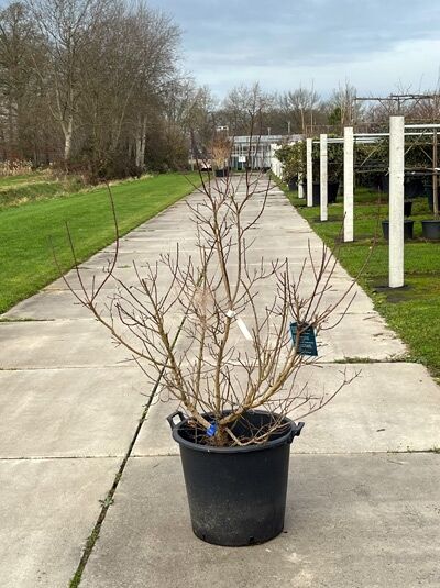 Roter Perückenstrauch / Cotinus coggygria &#039;Royal Purple&#039; (874045)