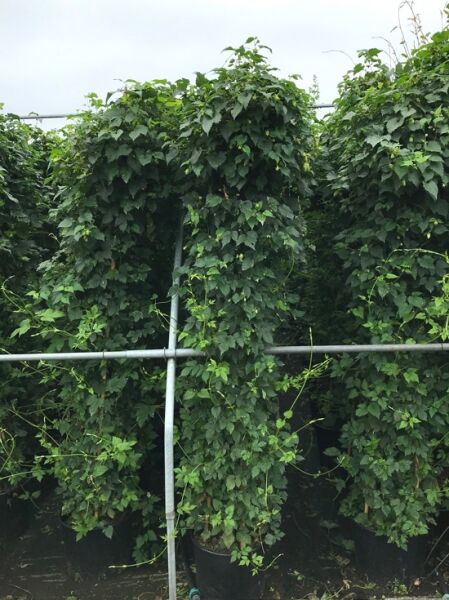 Humulus lupulus / Gewöhnlicher Hopfen