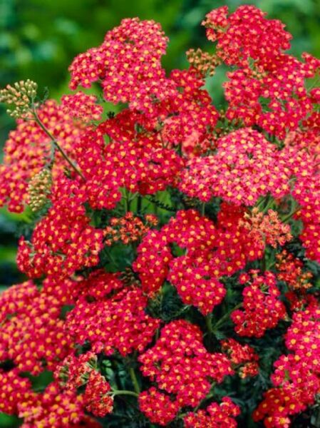 Schafgarbe 'Paprika' / Achillea millefolium 'Paprika'