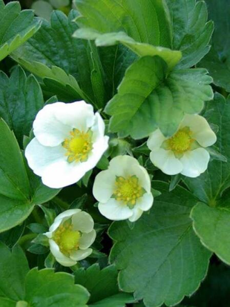 Garten-Erdbeere 'Elan F1' / Fragaria x ananassa 'Elan F1'