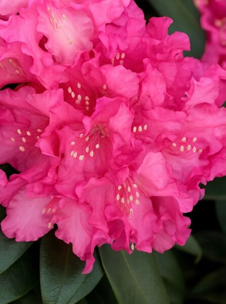 Rhododendron 'Kalinka' auf Stamm  / Rhododendron 'Kalinka' auf Stamm 