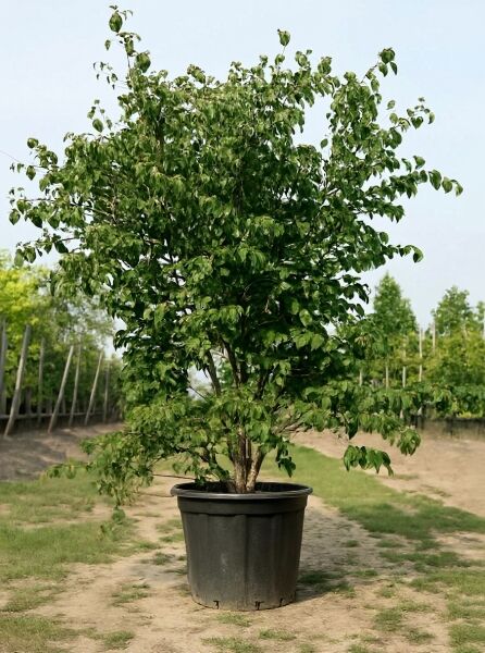 Japanischer Blumen-Hartriegel Cornus kousa 'Cappuccino', mehrstämmiger Strauch im Container, 200–250 cm, C125