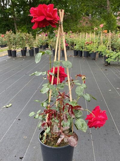 Rosa 'Santana'® / Kletterrose 'Santana' A-Qualität C 10 im Topf am Bambusspalier mit roten Blüten und grünen Blättern