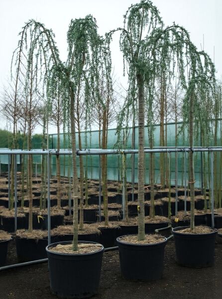 Trauer-Libanon-Zeder Hochstamm (Cedrus libani 'Glauca Pendula') 18-20 StU im Container, mit überhängenden Trieben in der Baumschule.