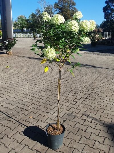 Limonenfarbene Rispen-Hortensie 'Limelight ®'  / Limonenfarbene Rispen-Hortensie 'Limelight ®' 