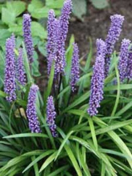 Liriope muscari 'Big Blue' / Blaue Glöckchentraube