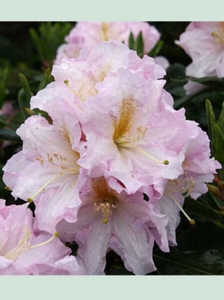 Rhododendron 'INKARHO Dagmar' / Rhododendron Hybride 'INKARHO Dagmar'