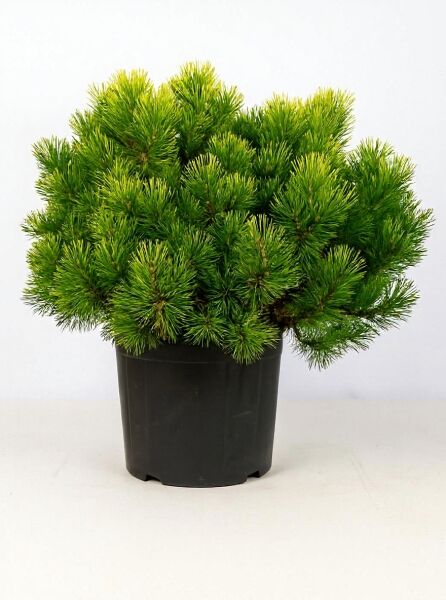 Pinus mugo 'Wintergold' / Wintergelbe Zwerg-Bergkiefer, buschiger Wuchs im Container C25, 60–80 cm breit