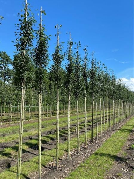 Populus tremula 'Erecta' Säulen-Zitterpappel/Säulen-Espe Hochstamm 12-14 StU, Reihe junger säulenförmiger Bäume im Feld