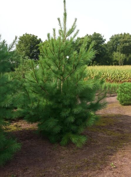 Pinus strobus (Weymouths-Kiefer), Strobe 250-300 cm m. Db., mehrstämmige Kiefer mit langen, weichen Nadeln im Freiland.