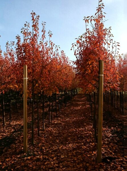 Baum-Felsenbirne 'Robin Hill' (Amelanchier arborea) Hochstamm, 12–14 StU, mit rotem Herbstlaub im Quartier.