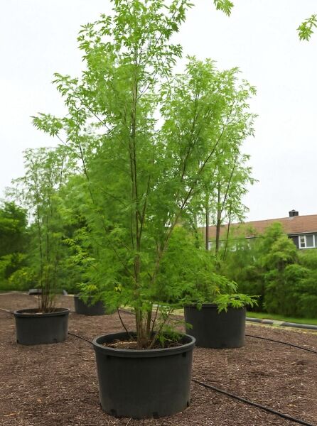 Silber-Ahorn (Acer saccharinum) als mehrtriebiger Baum im Container C700, Höhe 700–800 cm, mit grünem Laub.