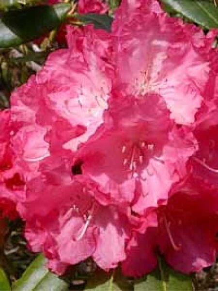 Rhododendron yakushimanum 'Sonatine' / Rhododendron 'Sonatine'