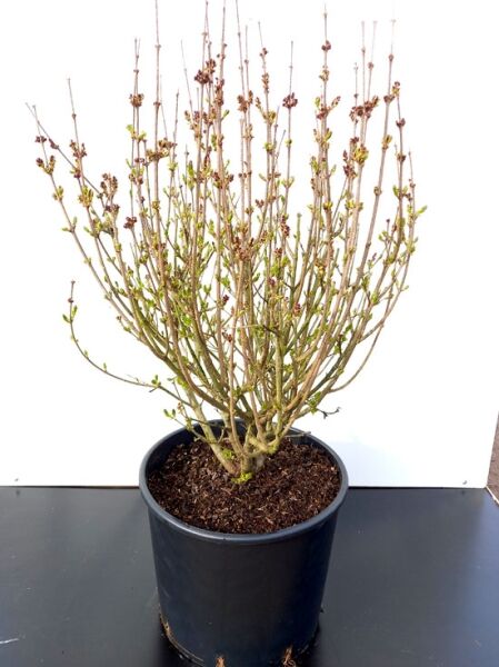 Syringa meyeri 'Palibin' / Zwerg-Duftflieder 'Palibin' 80-100 cm C30, Solitär im Container, mehrtriebiger Strauch mit Knospen