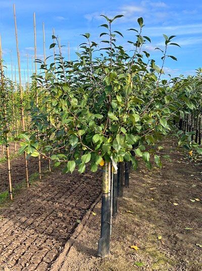 Prunus cerasus 'Kelleriis', Sauerkirsche 'Kelleriis' Halbstamm 14-16 StU, junger Obstbaum mit grünem Laub am Stammstützpfahl